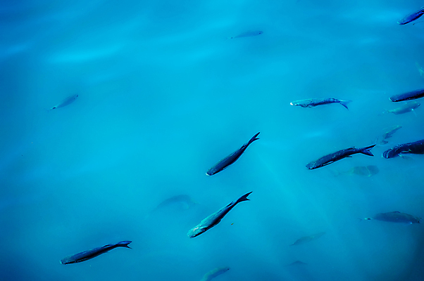 포토 JPG 해외이미지 전통 유럽 음식 바다 섬 여행 다이어트 재료 건축양식 자연 하늘 낚시 휴가 건강 어류 요리 풍경 사람없음 목재 물 여름 파란색 마을 항구 식사 저녁식사 이탈리아 흰색 신선 만 보트 맛 지중해 레몬 해산물 날것 포트 타운 옛날 맛있는 해외202009 해외포토 자연요소 나무 계절 건축 나라 컬러 컨셉 배_교통 과일 교통시설 레저 수중동물 도시 생태계 파일형식