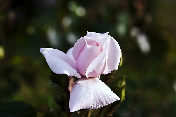 포토 JPG 해외이미지 식물 디자인 꽃잎 꽃 분홍색 결혼 백그라운드 잎 꽃무늬 자연 추상 휴가 선물 사랑 사람없음 장식 초록색 빛 장미 정원 보라색 봄 낭만 벚꽃 흰색 신선 질감 향기 내추럴 스타일 국경 해외202009 해외포토 계절 감정 컬러 컨셉 무늬 이벤트 생태계 냄새 파일형식