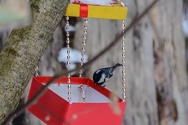 포토 JPG 해외이미지 동물 계절 공원 야생동물 음식 백그라운드 겨울 날개 자연 조류 날씨 씨앗 사람없음 야외 환경 정원 냉동 추위 숲 작음 먹이 낟알 깃털 생물학 꼬리 서리 부리 내추럴 동물상 수수 수유 눈내림 해외202009 해외포토 식물 공공시설 교육 눈_날씨 조형물 크기 생태계 파일형식