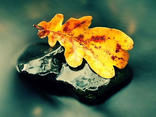 포토 JPG 해외이미지 외관 계절 줄기 잎 모션 이끼 풍경 사람없음 달리기 폭포 젖음 흐름 추위 바위 죽음 신선 개울 급류 떨어짐 심볼 종료 깨짐 블러 해외202009 해외포토 식물 컨셉 자연 강 돌_바위 파일형식