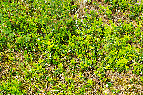 포토 JPG 해외이미지 식물 계절 열매 꽃 백그라운드 잎 농업 자연 건강 사람없음 초록색 여름 태양 정원 봄 흰색 나뭇가지 숲 약국 허브 내추럴 벨로루시 크랜베리 혜택 해외202009 해외포토 자연요소 나무 산업 컬러 의학 생태계 파일형식