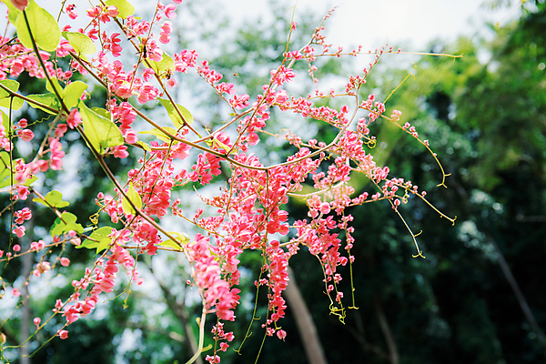 포토 JPG 해외이미지 나무 식물 공원 꽃 줄기 분홍색 백그라운드 잎 겨울 꽃무늬 가족 자연 하늘 사람없음 장식 초록색 여름 파란색 울타리 컬러풀 햇빛 정원 보라색 봄 벚꽃 가을 흰색 신선 개화 숲 메밀 관목 원예 아이비 내추럴 뒤뜰 해외202009 해외포토 계절 공공시설 컬러 무늬 식재료 관계 취미 담장 태양 생태계 파일형식
