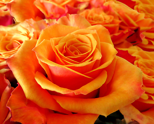 포토 JPG 해외이미지 식물 무료이미지 기념일 꽃잎 꽃 꽃다발 잎 꽃무늬 오렌지 자연 휴가 발렌타인데이 선물 사람없음 장식 초록색 컬러풀 장미 노란색 여러개 봄 벚꽃 축하 인사 생일 우아함 배열 해외202009 해외202105 해외포토 계절 컬러 다수 컨셉 무늬 과일 데이이벤트 이벤트 예절 생태계 파일형식 무료콘텐츠