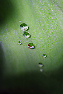 포토 JPG 해외이미지 식물 무료이미지 백그라운드 잎 사람없음 초록색 물 여름 환경 정원 스파 봄 튤립 물방울 신선 떨어짐 이슬 빗방울 묘사 에코 질감 내추럴 고립 생태학 해외202009 해외202105 해외포토 자연요소 계절 교육 꽃 컬러 컨셉 비_날씨 파일형식 무료콘텐츠