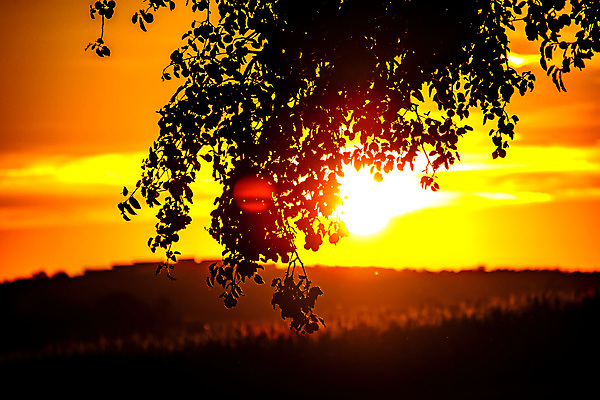 포토 JPG 해외이미지 나무 실루엣 백그라운드 밭 오렌지 자연 하늘 그림자 옥수수 풍경 초원 사람없음 빨간색 빛 컬러풀 햇빛 태양 갈색 검은색 어둠 침묵 황혼 일몰 새벽 황금 저녁 장면 연소 수평선 해외202009 해외포토 자연요소 식물 컬러 농업 과일 곡류 촬영기법 노을 소리 야간 생태계 파일형식