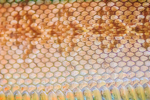 포토 JPG 해외이미지 동물 디자인 종이 야생동물 백그라운드 패턴 파충류 자연 건조 동물원 미술 사람없음 초록색 갈색 머리 유행 고통 흰색 죽음 직물 거친 뱀 가죽 천 사파리 피부 질감 눈금 육식동물 내추럴 그런지 울퉁불퉁 이국적 해외202009 해외포토 감정 컬러 무늬 문화예술 신체부위 생태계 파일형식