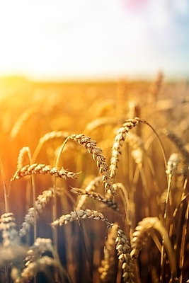 포토 JPG 해외이미지 식물 무료이미지 계절 음식 빵 줄기 백그라운드 밭 농업 자연 하늘 건조 건강 씨앗 사람없음 여름 파란색 농작물 햇빛 태양 농장 농경지 노란색 맑음 수확 성장 가을 흰색 시골 오스트리아 황금 낟알 땅 시리얼 밀 보리 귀 장면 밀짚 7월 내추럴 숙성 호밀 해외202009 해외202105 해외포토 자연요소 유럽 산업 컬러 날씨 곡류 신체부위 날짜 짚 생태계 파일형식 무료콘텐츠