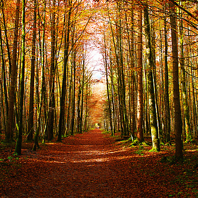 포토 JPG 해외이미지 나무 계절 공원 도로 길 여행 백그라운드 잎 오렌지 자국 자연 풍경 사람없음 야외 목재 초록색 빛 컬러풀 햇빛 태양 노란색 환경 가을 시골 숲 장면 내추럴 해외202009 해외포토 자연요소 식물 공공시설 컬러 과일 재료 교통시설 생태계 파일형식