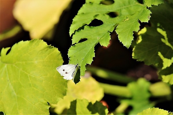 포토 JPG 해외이미지 식물 동물 나비 곤충 잎 날개 자연 사람없음 야외 초록색 정원 흰색 내추럴 동물상 해외202009 해외포토 컬러 조형물 생태계 파일형식