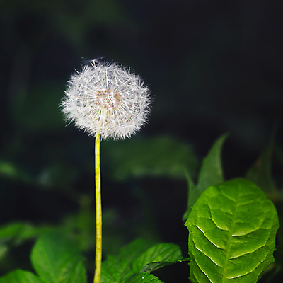 포토 JPG 해외이미지 식물 무료이미지 1 꽃 줄기 백그라운드 꽃무늬 자연 추상 씨앗 사람없음 초록색 여름 빛 검은색 어둠 봄 자유 벚꽃 흰색 개화 야간 민들레 묘사 오브젝트 싱글 솜털 내추럴 몽환 카피스페이스 해외202009 해외202105 해외포토 자연요소 계절 컬러 컨셉 무늬 공백 생태계 파일형식 무료콘텐츠