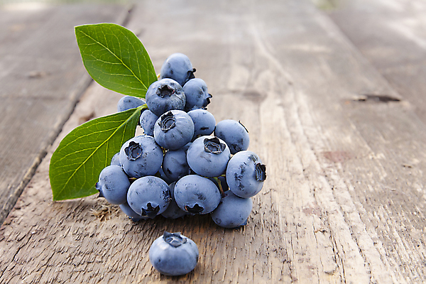 포토 JPG 해외이미지 식물 무료이미지 열매 음식 잎 다이어트 과일 자연 탁자 사람없음 목재 초록색 파란색 정원 검은색 수확 판넬 블루베리 이익 비타민 숙성 옛날 해외202009 해외202105 해외포토 나무 컬러 가구 농업 재료 건강 생태계 영양소 파일형식 무료콘텐츠