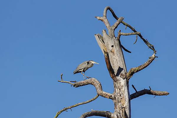 포토 JPG 해외이미지 나무 동물 야생동물 백그라운드 자연 조류 하늘 서기 앉기 사람없음 옆모습 파란색 환경 흰색 나뭇가지 죽음 관찰 정상 큼 왜가리 깃털 그림 부리 윤곽 목 반대 내추럴 동물상 워싱턴 해외202009 해외포토 식물 뷰포인트 컬러 모션 신체부위 조형물 미국 크기 생태계 파일형식