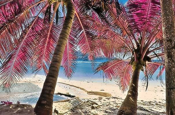 포토 JPG 해외이미지 분홍색 해변 사람없음 야외 야자수 세이셸 야자수잎 해외202009 해외포토 나무 바다 컬러 잎 아프리카 파일형식