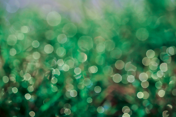 포토 JPG 해외이미지 나무 식물 디자인 계절 백그라운드 잎 꽃무늬 패턴 밭 자연 벽지 하늘 아침 추상 잔디 초원 사람없음 야외 목재 초록색 물 여름 빛 태양 노란색 우주 환경 정원 봄 성장 가을 흰색 신선 떨어짐 소프트포커스 이슬 질감 보케 내추럴 블러 해외202009 해외포토 주간 자연요소 꽃 컬러 컨셉 무늬 농업 재료 촬영기법 생태계 파일형식