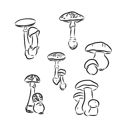 EPS 해외이미지 식물 손 디자인 계절 선 음식 백그라운드 채소 일러스트 재료 자연 건강 요리 미술 그래픽 여름 세트 식사 버섯 수확 가을 굴 흰색 신선 낙서 숲 스케치 먹기 메뉴 그림 유기농 복고 날것 윤곽 손그림 판화 내추럴 고립 곰팡이 그물버섯 식용 엘리먼트 채식주의자 캡모자 해외202009 해외일러스트 모자_잡화 웰빙 컬러 농업 모션 문화예술 어패류 신체부위 생태계 채식 파일형식 벡터