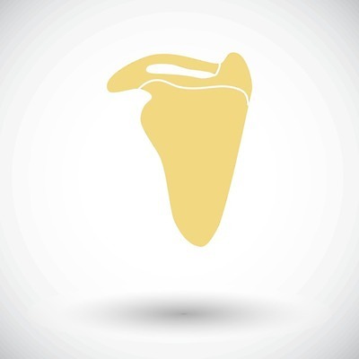 EPS 해외이미지 모델 과학 신체 일러스트 해부 뼈 골격 건강 사람 치료 약 고통 흰색 어깨 질감 생물학 위치 팔 고립 연골 해외202009 해외일러스트 교육 감정 컬러 의학 신체부위 파일형식 벡터