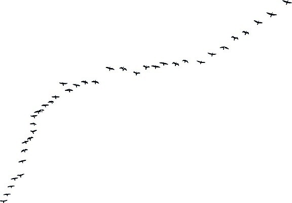 EPS 해외이미지 동물 디자인 실루엣 야생동물 백그라운드 날개 일러스트 자연 조류 하늘 생물 흑백 안테나 풍경 야외 그래픽 장식 물 컬러풀 검은색 일몰 자유 흰색 그룹 황무지 우아함 저녁 수집 깃털 그림 비둘기 내추럴 고립 동물상 많음 해외202009 해외일러스트 자연요소 컬러 컨셉 통신 촬영기법 조형물 노을 야간 생태계 파일형식 벡터