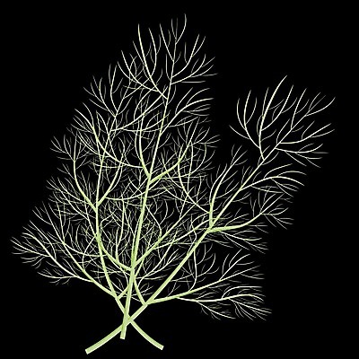 EPS 해외이미지 나무 식물 1 전통 디자인 음식 줄기 백그라운드 잎 크리스마스 꽃무늬 농업 일러스트 자연 휴가 파슬리 요리 미술 초록색 흰색 나뭇가지 신선 고명 양념 정상 스케치 허브 향신료 유기농 향 고립 딜 엘리먼트 회향 해외202009 해외일러스트 웰빙 기념일 꽃 산업 컬러 무늬 채소 문화예술 생태계 향미료 파일형식 벡터