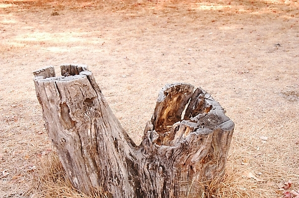 포토 JPG 주간 나무 식물 줄기 사람없음 야외 나무밑둥 밑둥 국내포토 자연요소 파일형식