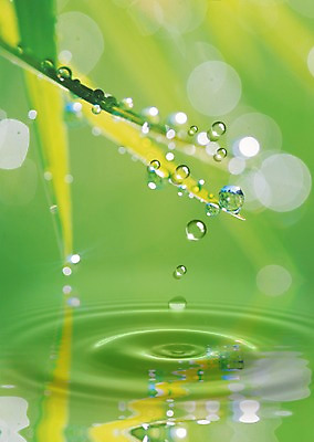 PSD 식물 편집이미지 물결 컬러 백그라운드 잎 자연 사람없음 초록색 물 물방울 풀잎 이슬 디지털합성 물백그라운드 이미지편집 자연요소 풀_식물 생태계 파일형식