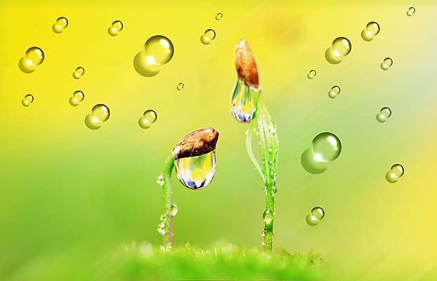 PSD 식물 편집이미지 백그라운드 자연 사람없음 물 새싹 물방울 디지털합성 물백그라운드 이미지편집 자연요소 생태계 파일형식