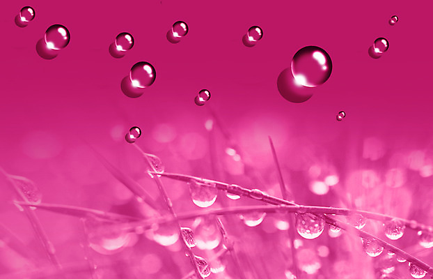 PSD 식물 편집이미지 줄기 백그라운드 자연 사람없음 물 물방울 이슬 자주색 디지털합성 물백그라운드 이미지편집 자연요소 컬러 생태계 파일형식