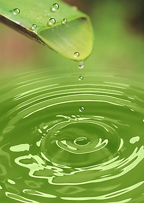 PSD 식물 편집이미지 물결 컬러 백그라운드 잎 자연 사람없음 초록색 물 물방울 풀잎 이슬 디지털합성 물백그라운드 이미지편집 자연요소 풀_식물 생태계 파일형식