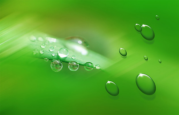 PSD 식물 편집이미지 백그라운드 잎 사람없음 초록색 물 물방울 풀 풀잎 이슬 물백그라운드 이미지편집 자연요소 컬러 풀_식물 파일형식