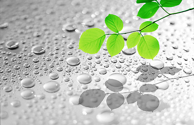 PSD 식물 편집이미지 백그라운드 잎 나뭇잎 그림자 사람없음 물 물방울 이슬 물백그라운드 이미지편집 자연요소 파일형식