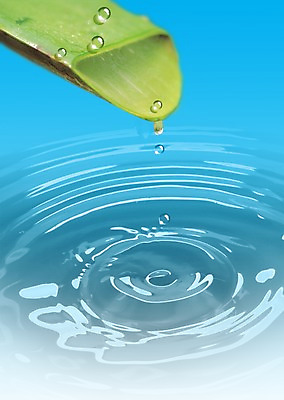 PSD 식물 편집이미지 물결 백그라운드 잎 사람없음 물 물방울 풀 풀잎 이슬 물백그라운드 이미지편집 자연요소 풀_식물 파일형식