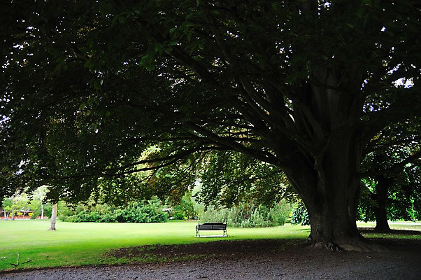 포토 JPG 나무 식물 공원 여유 벤치 풍경 잔디 사람없음 야외 상쾌 뉴질랜드 남섬 크라이처치공원 국내포토 공공시설 감정 섬 의자 오세아니아 파일형식