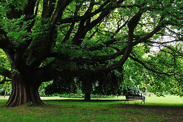포토 JPG 나무 식물 공원 여유 벤치 풍경 잔디 사람없음 야외 상쾌 뉴질랜드 남섬 크라이처치공원 국내포토 공공시설 감정 섬 의자 오세아니아 파일형식