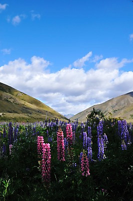 포토 JPG 구름 꽃 여유 하늘 산 풍경 초원 사람없음 야외 상쾌 뉴질랜드 루핀꽃 국내포토 자연요소 식물 감정 오세아니아 파일형식