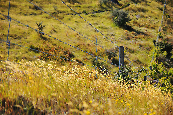 포토 JPG 식물 여유 풍경 초원 사람없음 야외 울타리 상쾌 뉴질랜드 마운틴쿡 국내포토 감정 담장 오세아니아 파일형식