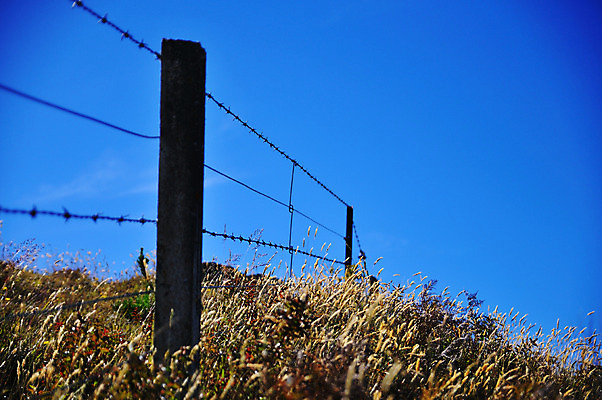 포토 JPG 식물 여유 풍경 초원 사람없음 야외 울타리 상쾌 뉴질랜드 마운틴쿡 국내포토 감정 담장 오세아니아 파일형식
