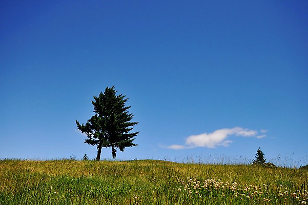 포토 JPG 나무 구름 여유 하늘 풍경 초원 사람없음 야외 상쾌 뉴질랜드 퀸즈타운 국내포토 자연요소 식물 감정 오세아니아 파일형식