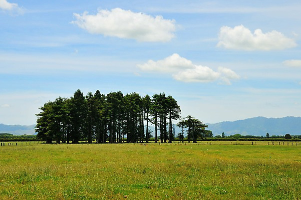 포토 JPG 나무 구름 여유 하늘 풍경 초원 사람없음 야외 상쾌 뉴질랜드 로토루아 국내포토 자연요소 식물 감정 오세아니아 파일형식