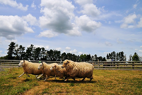 포토 JPG 나무 동물 구름 여유 여러마리 포유류 하늘 풍경 초원 사람없음 야외 울타리 농장 양 상쾌 뉴질랜드 로토루아 국내포토 자연요소 식물 감정 다수 농업 담장 오세아니아 파일형식