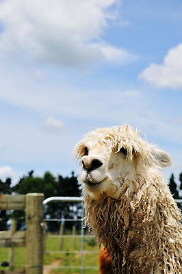 포토 JPG 동물 구름 한마리 여유 포유류 하늘 풍경 초원 사람없음 야외 농장 상쾌 뉴질랜드 로토루아 알파카 국내포토 자연요소 1 감정 농업 오세아니아 파일형식