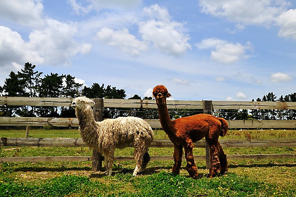 포토 JPG 나무 동물 구름 여유 두마리 포유류 하늘 풍경 잔디 초원 사람없음 야외 울타리 농장 상쾌 뉴질랜드 라마 로토루아 알파카 국내포토 자연요소 식물 감정 2 농업 담장 오세아니아 파일형식