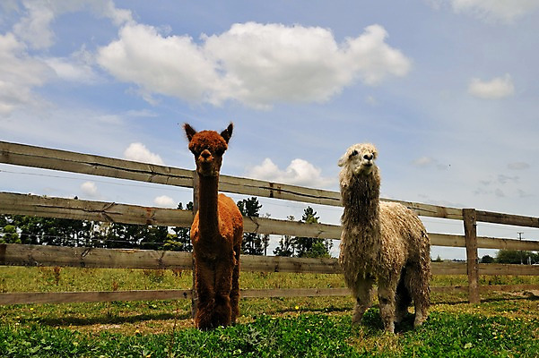 포토 JPG 나무 동물 구름 여유 두마리 포유류 하늘 풍경 잔디 초원 사람없음 야외 울타리 농장 상쾌 뉴질랜드 라마 로토루아 알파카 국내포토 자연요소 식물 감정 2 농업 담장 오세아니아 파일형식