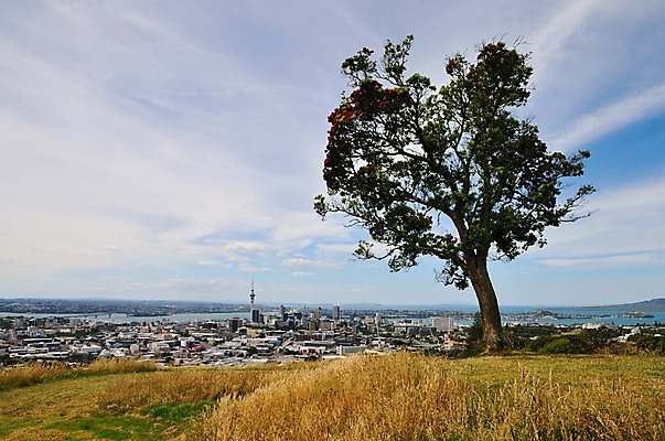 포토 JPG 나무 구름 여유 하늘 풍경 초원 사람없음 야외 도시 상쾌 뉴질랜드 에덴동산 오클랜드 국내포토 자연요소 식물 감정 오세아니아 파일형식
