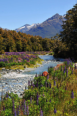 포토 JPG 나무 꽃 호수 여유 꽃밭 산 풍경 사람없음 야외 숲 상쾌 뉴질랜드 루핀꽃 국내포토 식물 감정 오세아니아 파일형식