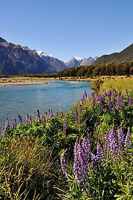 포토 JPG 꽃 호수 여유 산 풍경 사람없음 야외 상쾌 뉴질랜드 루핀꽃 국내포토 식물 감정 오세아니아 파일형식