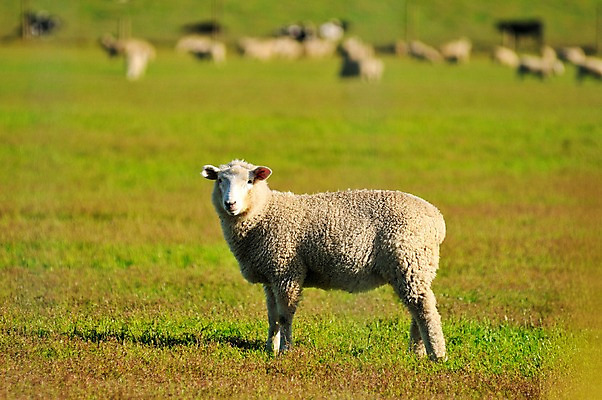 포토 JPG 동물 여유 여러마리 포유류 풍경 초원 사람없음 야외 양 상쾌 뉴질랜드 테아나우 국내포토 감정 다수 오세아니아 파일형식