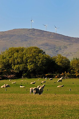 포토 JPG 나무 동물 여유 여러마리 포유류 산 풍경 초원 사람없음 야외 양 풍력에너지 숲 상쾌 뉴질랜드 테아나우 국내포토 식물 감정 다수 그린에너지 오세아니아 파일형식