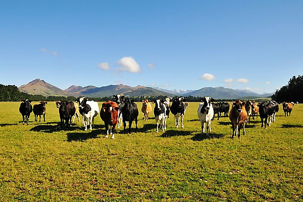 포토 JPG 동물 구름 여유 여러마리 포유류 산 풍경 초원 사람없음 야외 소 상쾌 뉴질랜드 테아나우 국내포토 자연요소 감정 다수 오세아니아 파일형식