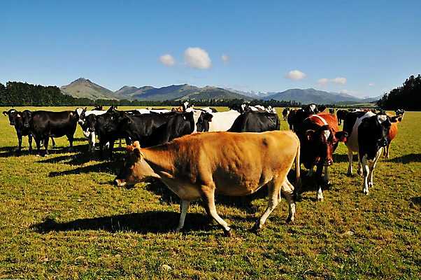 포토 JPG 동물 구름 여유 여러마리 포유류 산 풍경 초원 사람없음 야외 소 상쾌 뉴질랜드 테아나우 국내포토 자연요소 감정 다수 오세아니아 파일형식