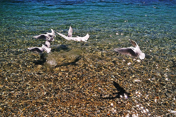 포토 JPG 동물 호수 여유 여러마리 조류 풍경 사람없음 야외 물 돌_바위 조약돌 상쾌 뉴질랜드 킹스톤마을 국내포토 자연요소 감정 다수 마을 오세아니아 파일형식