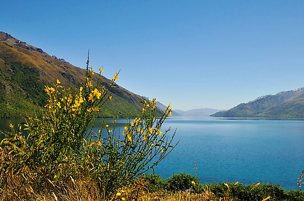 포토 JPG 식물 꽃 호수 여유 산 풍경 사람없음 야외 상쾌 뉴질랜드 와카티푸호수 국내포토 감정 오세아니아 파일형식